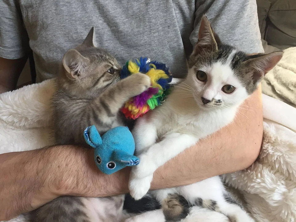 Gatita encontrada sola y Griotte