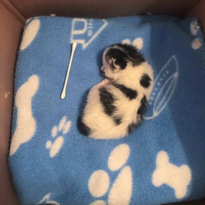 Gatita encontrada sola