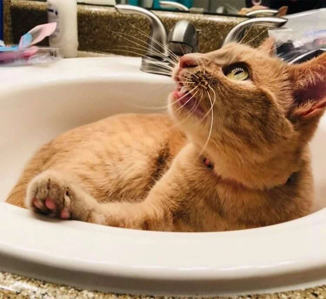 Gatita le encanta fregadero