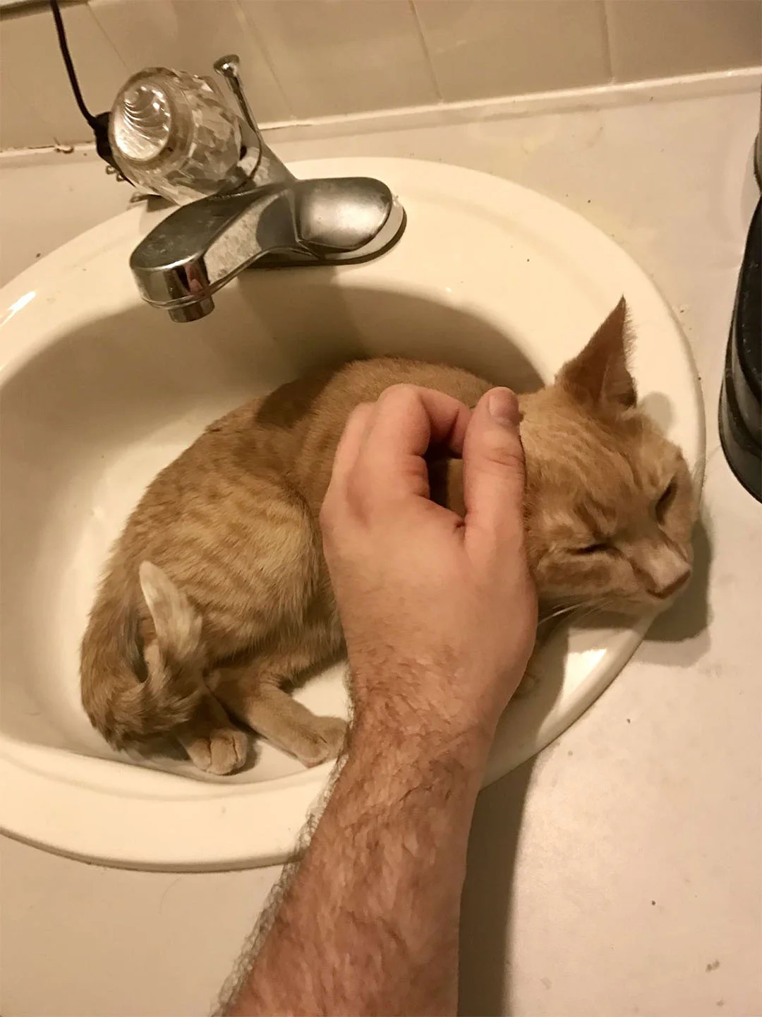 Gatita le encanta lavamanos