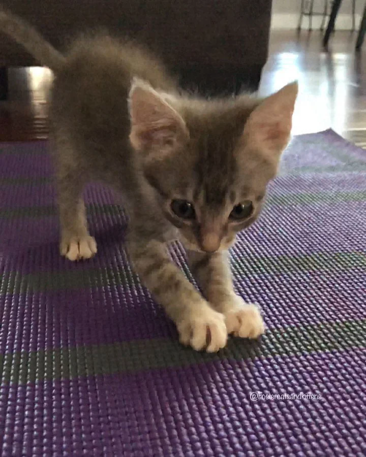 Gatita pequeña de grandes ojos