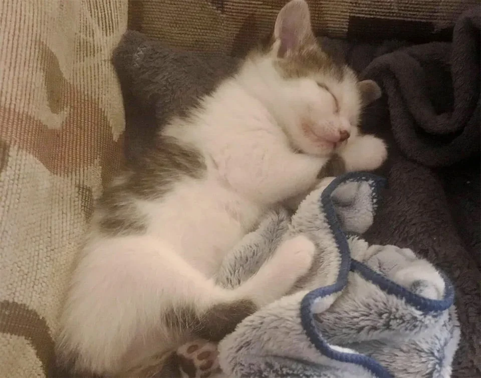 Gatita rescatada