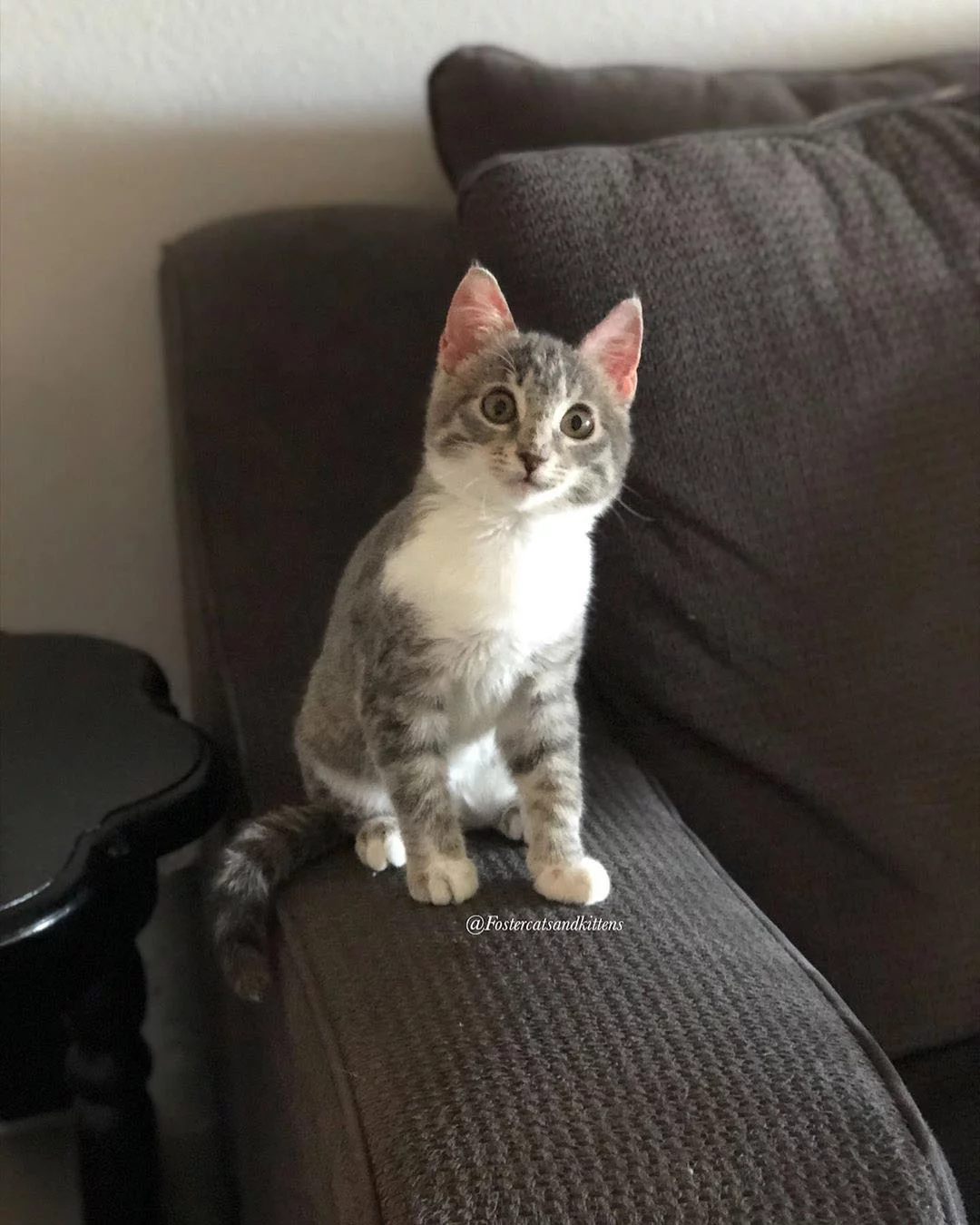 Gatita sobre el mueble