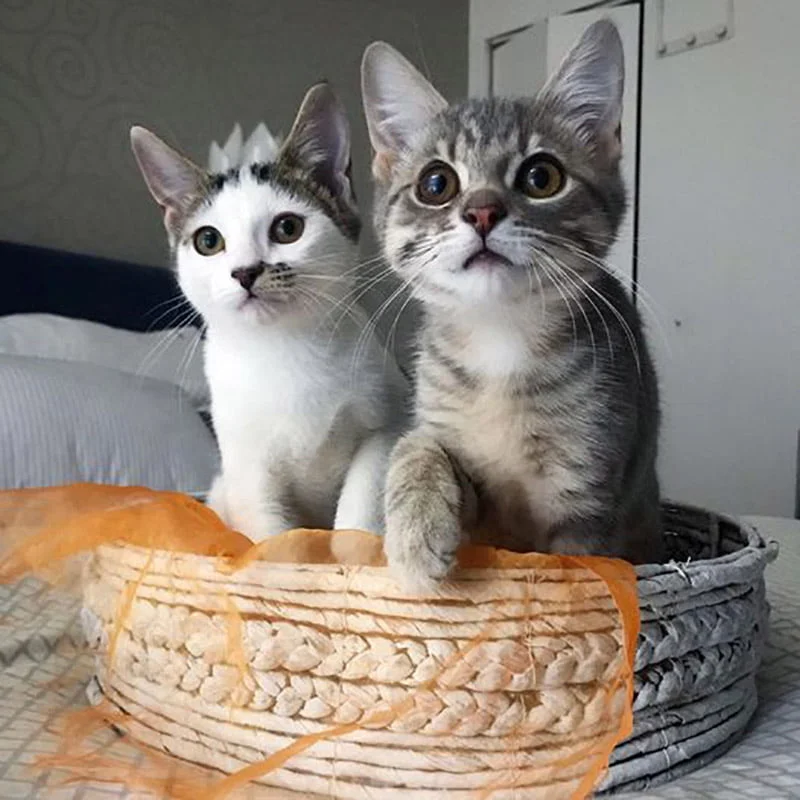 Gatitas disponibles para adoptar