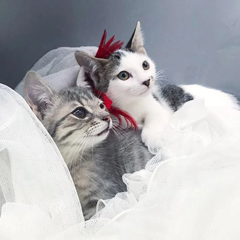 Gatitas listas para adopción