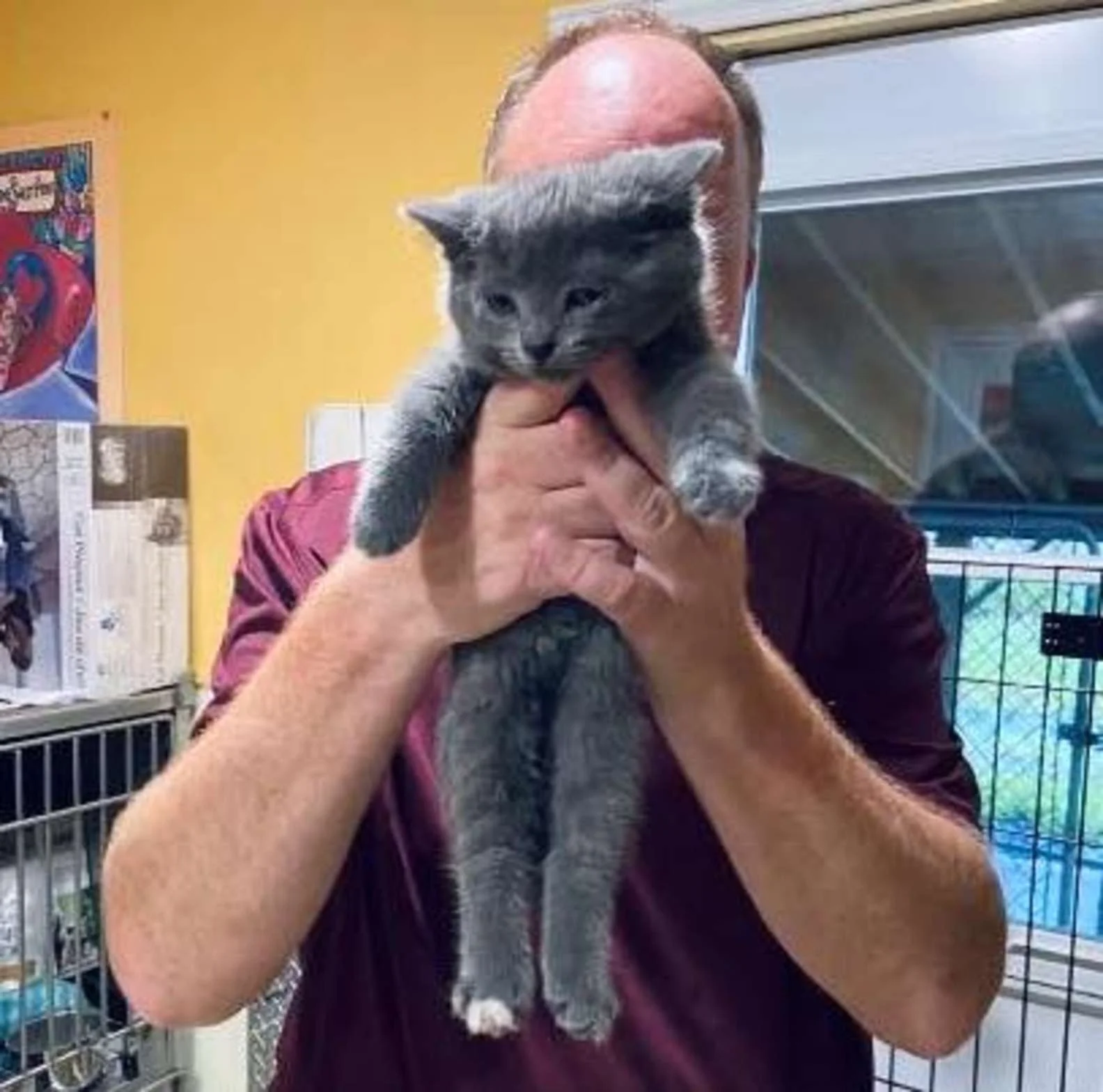 Gatito adoptado