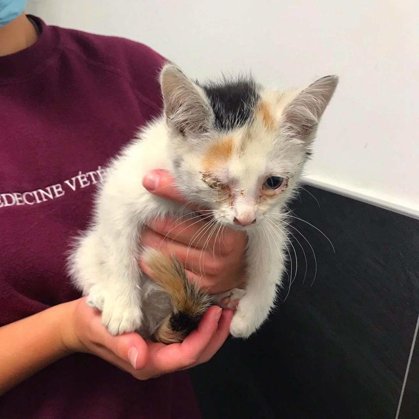 Gatito rescatado