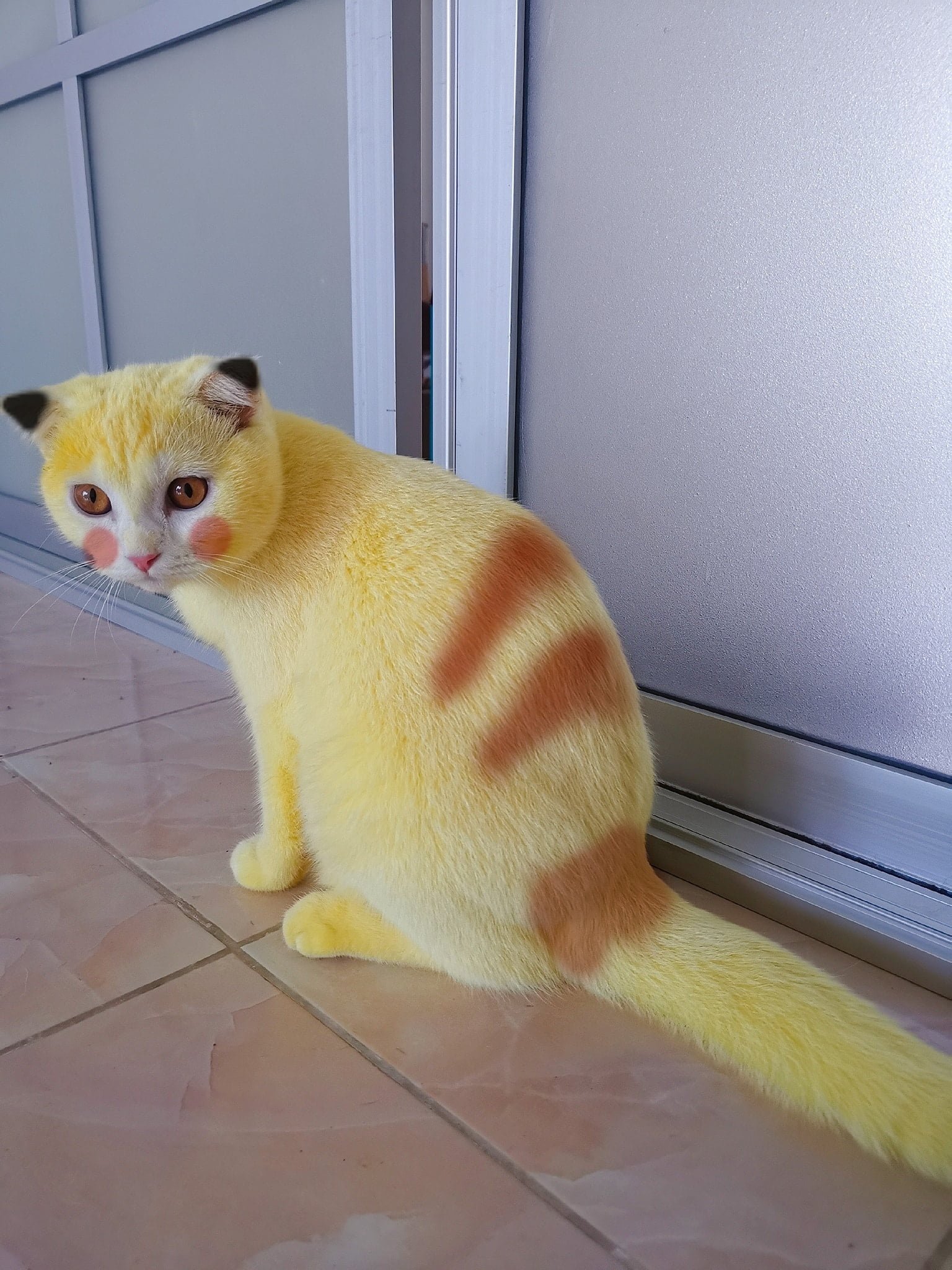 Gato con extraño color amarillo