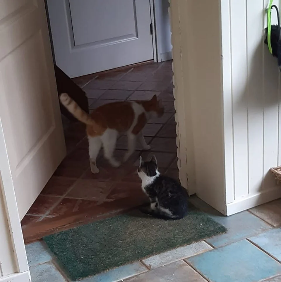 Gato se hace amigo de gatito