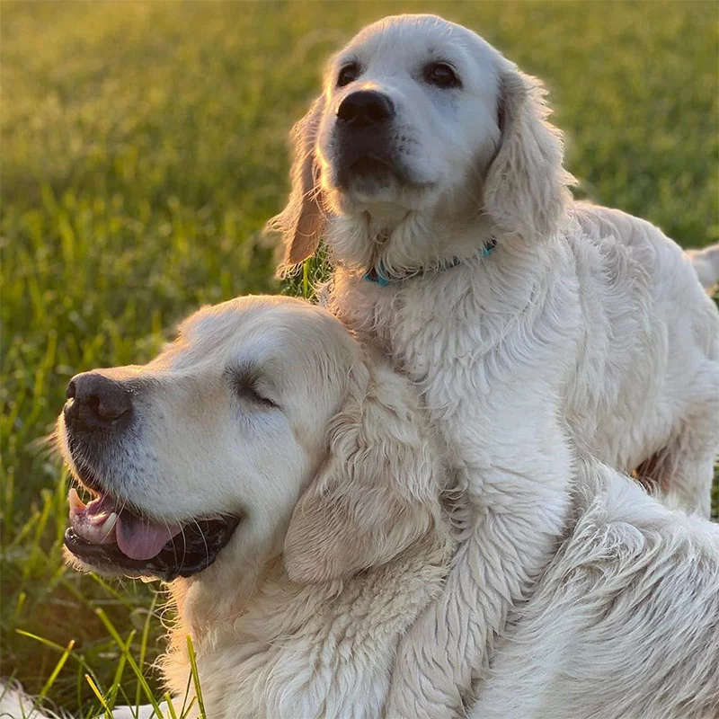 Golden Retriever ciega cachorro