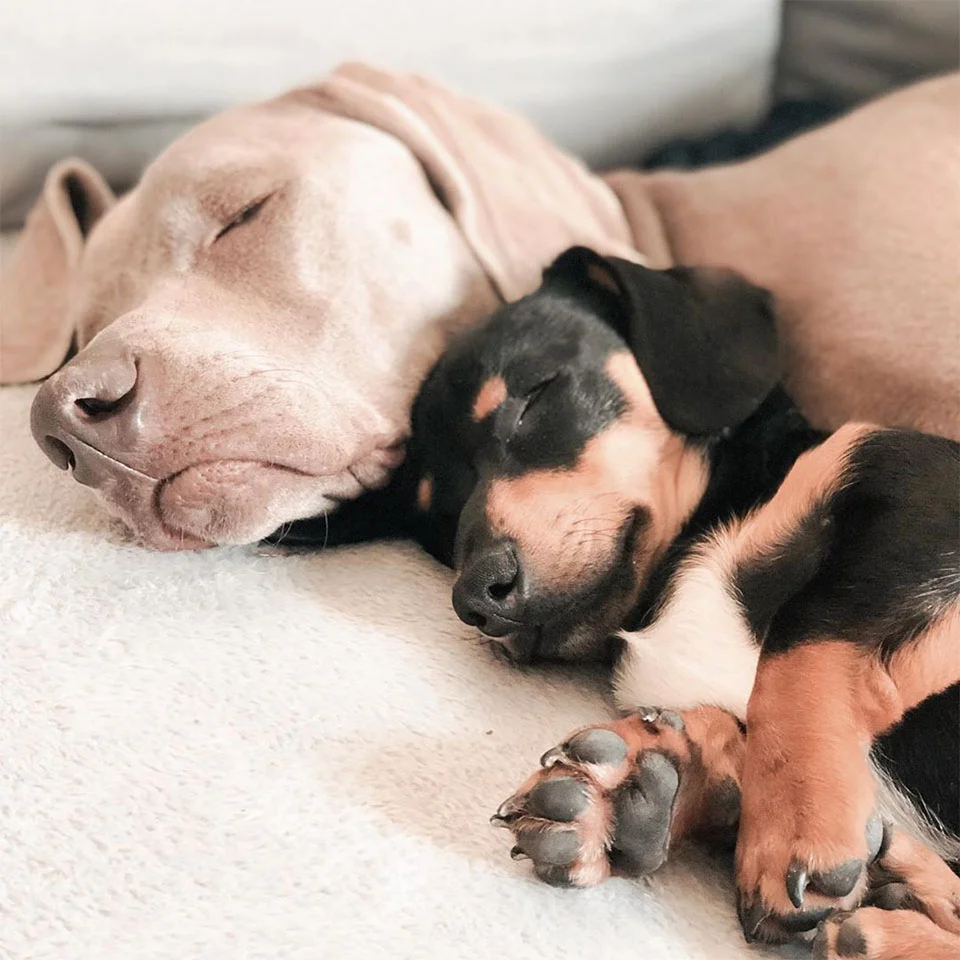 Hermanos durmiendo