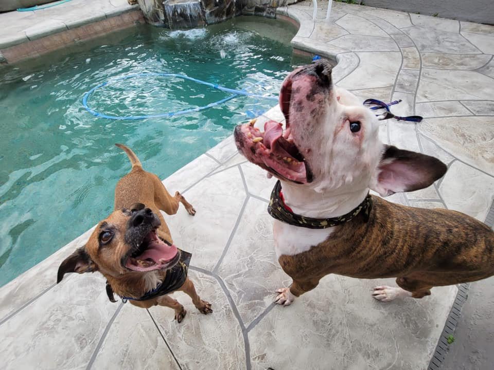 Hermanos felices