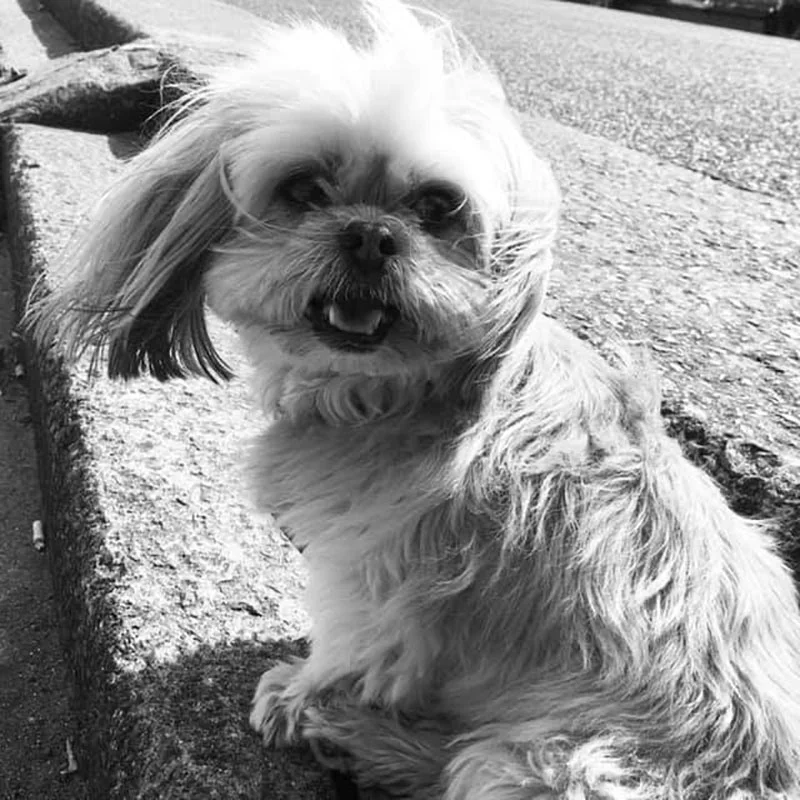Hermosa Daisy