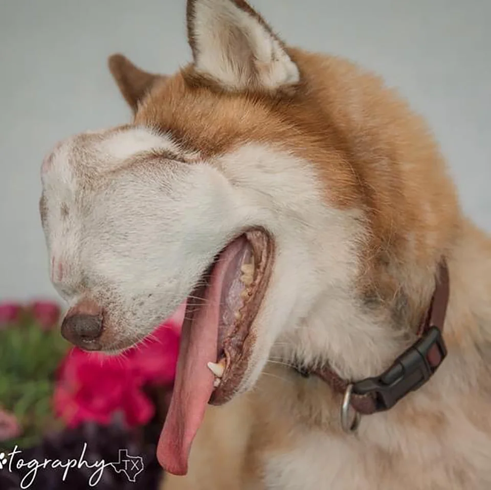 Hermosa husky