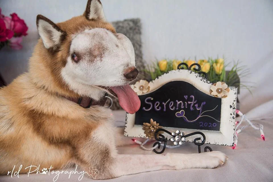 Hermosa perrita con tumor