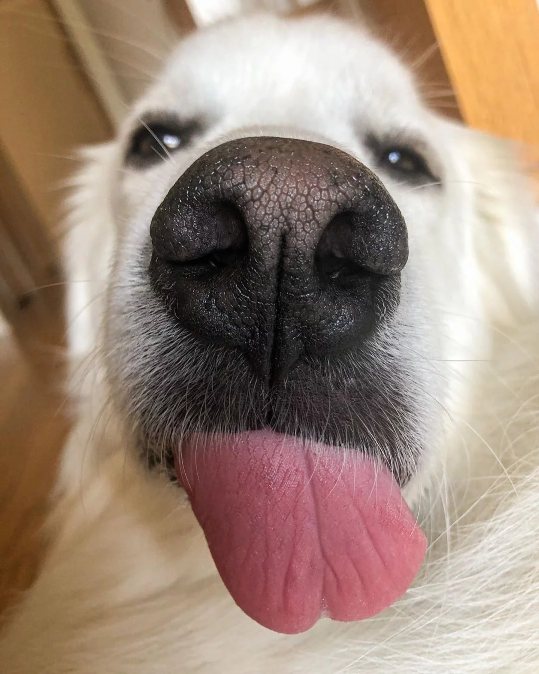 Hermoso perro con legua fuera