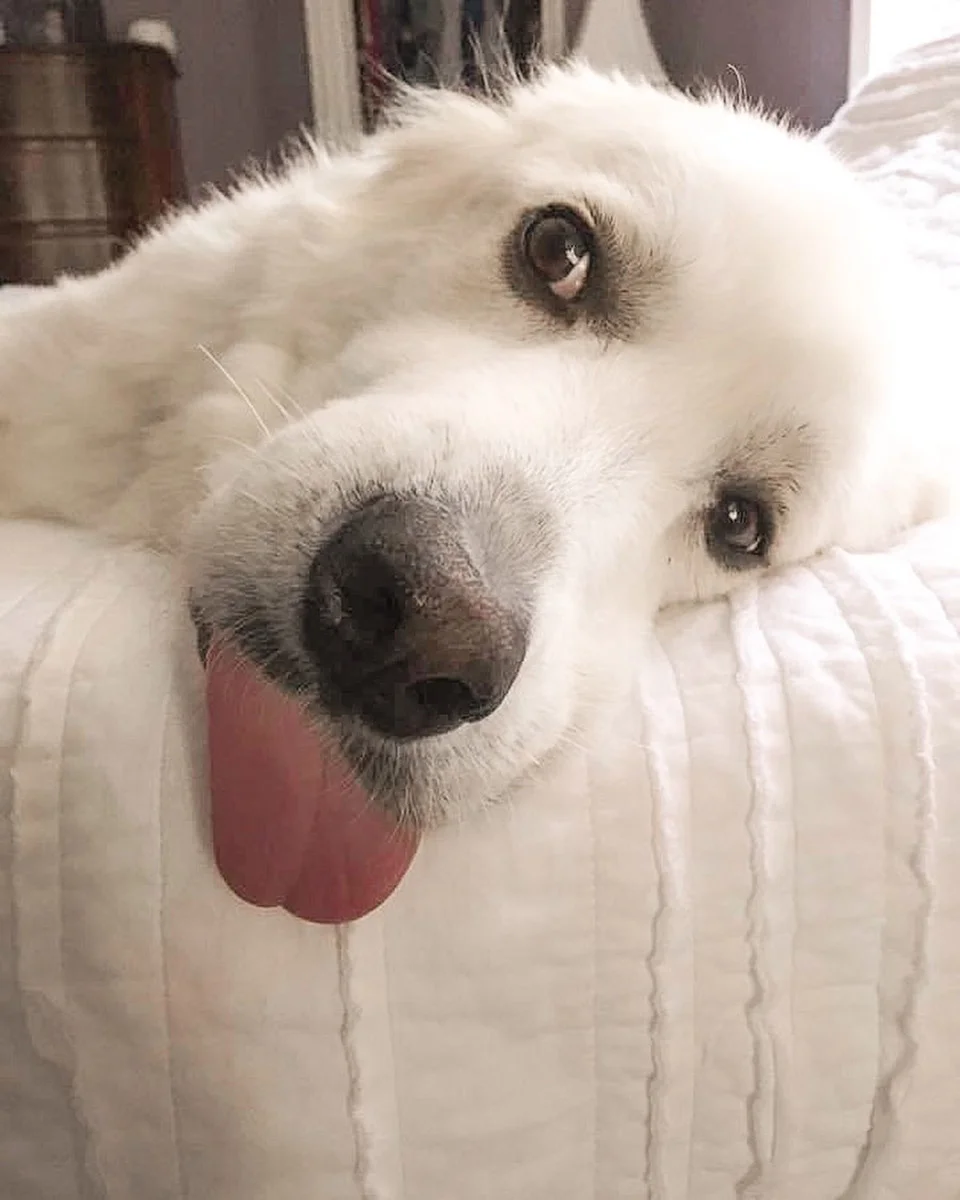 Hermoso perro con lengua fuera