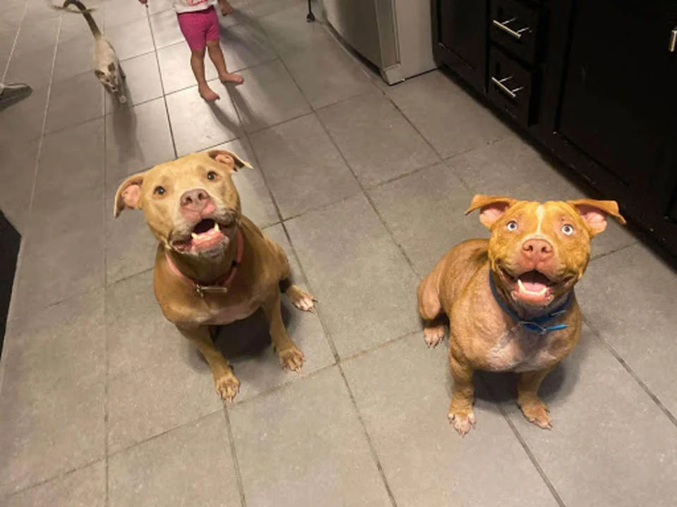 Hermosos perros felices