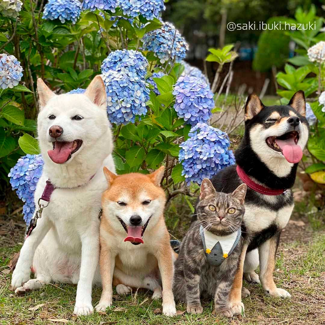 Mascotas posando entre flores