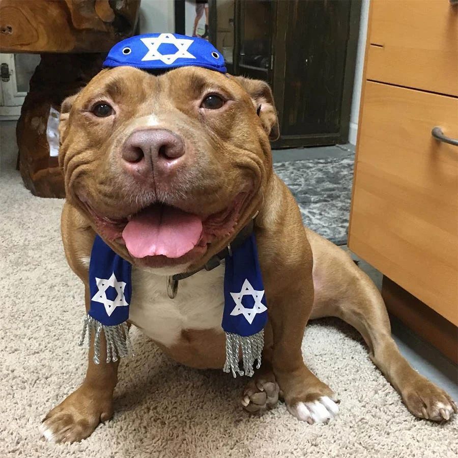 Meaty no deja de soreir