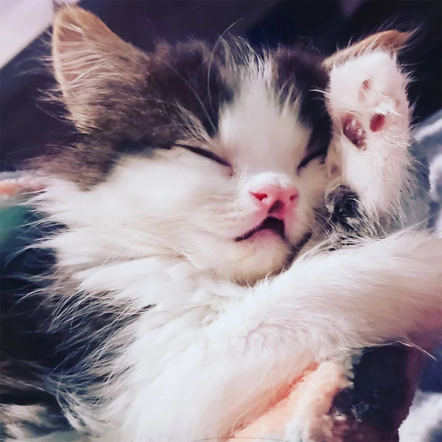Penelope descansando