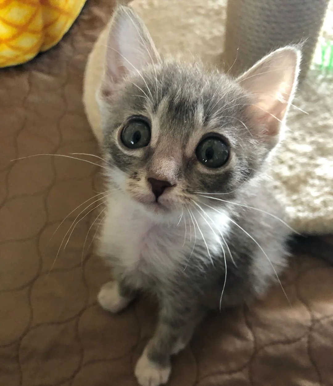 Pequeña gatita de grandes ojos