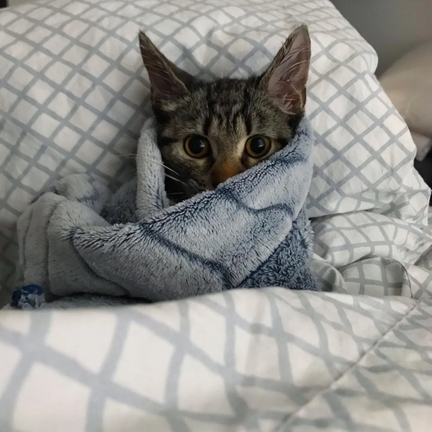 Pequeño gatito envuelto