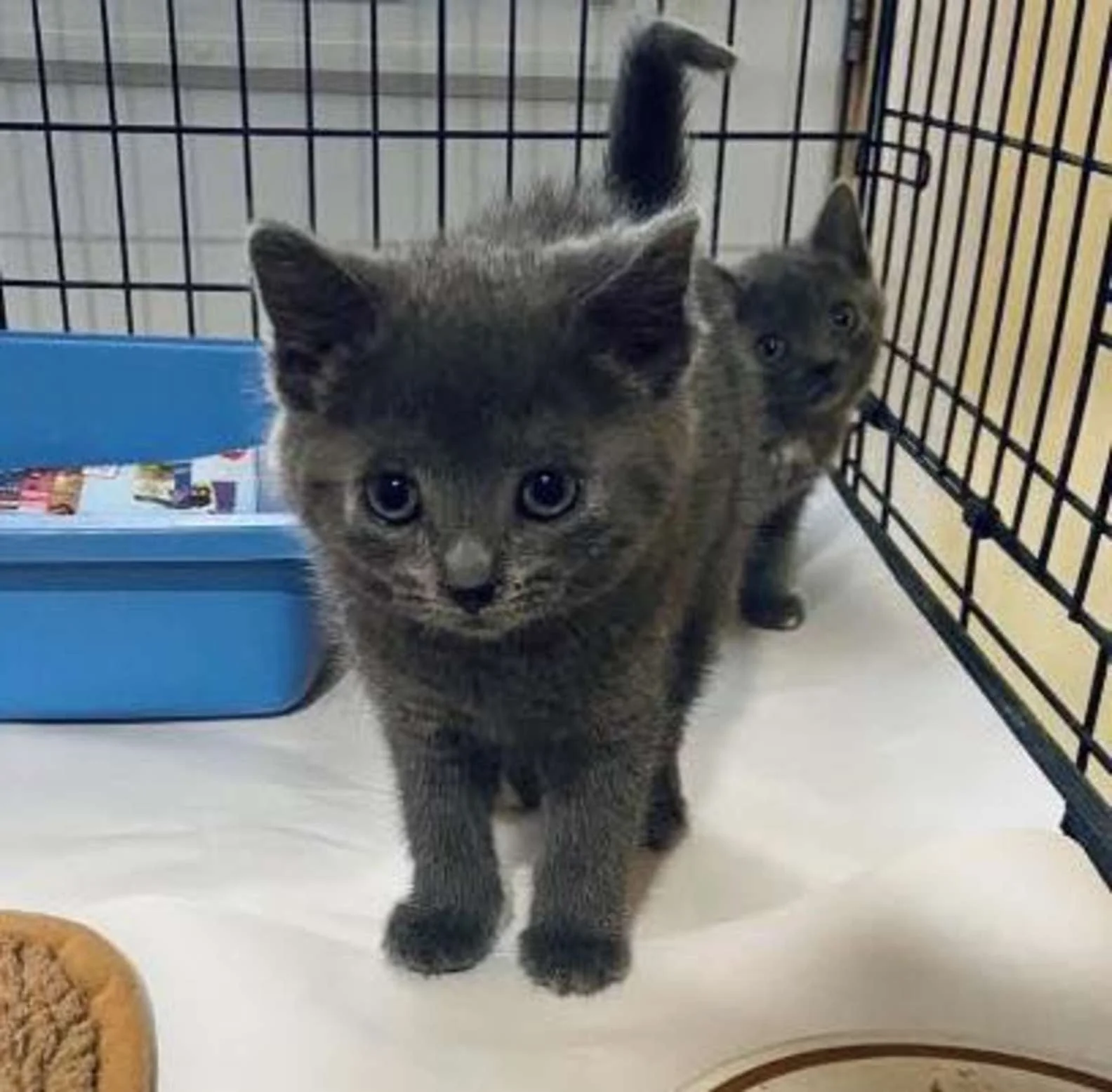 Pequeño gato gris no paraba de maullarle a un hombre