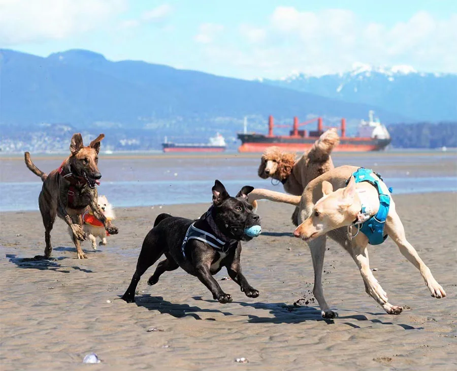 Perrita en playa