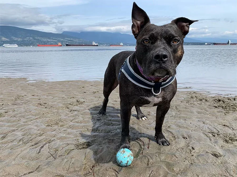 Perrita intenta llevar mamá