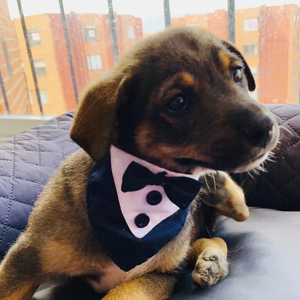 Perrito es plantado en su adopción Perrito es plantado en su adopción