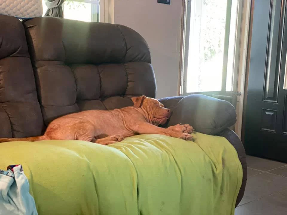 Perro sin hogar