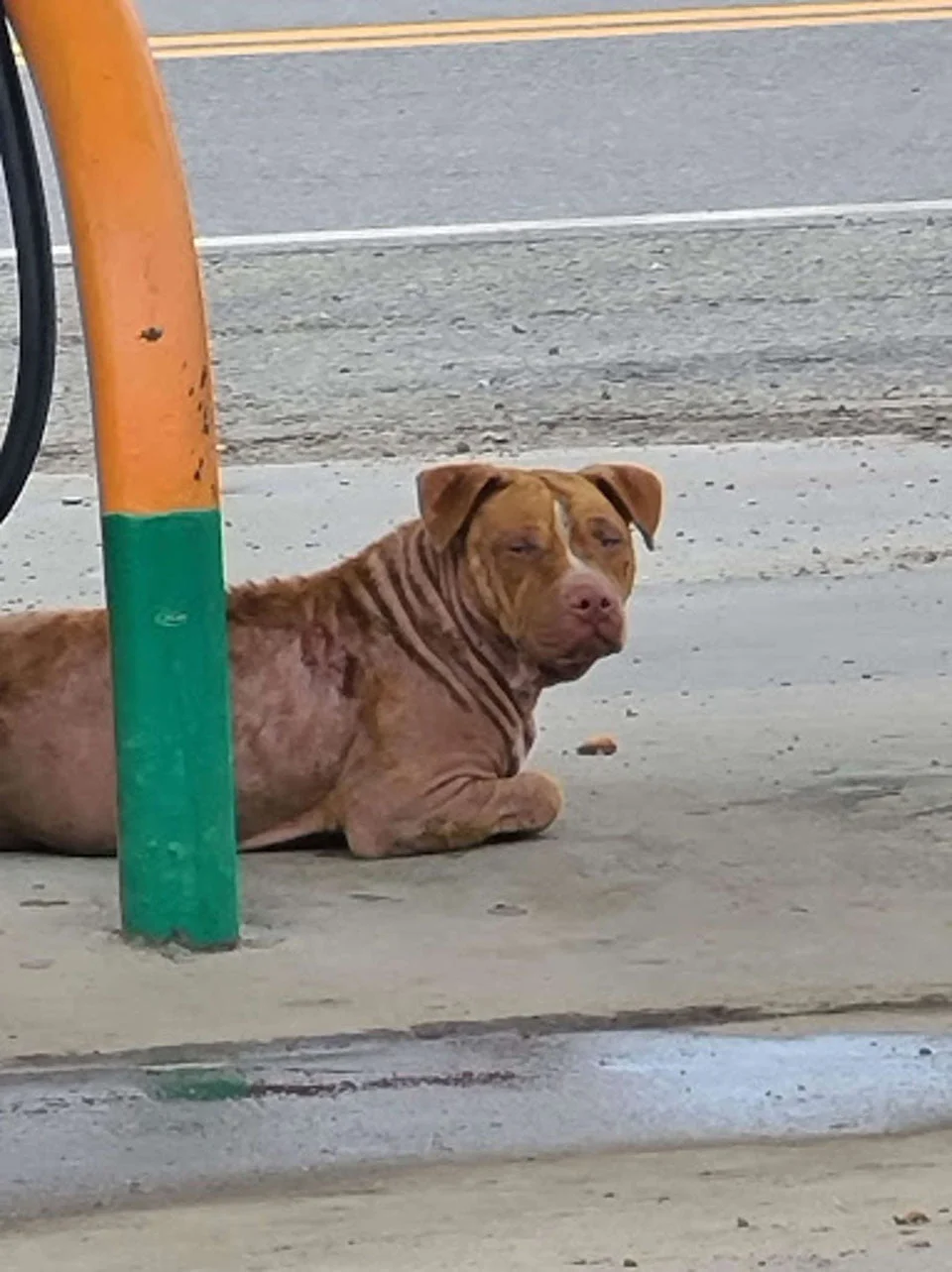 Perro abandonado en la calle