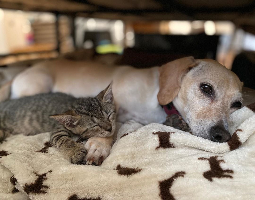 Perro cuida gatitos