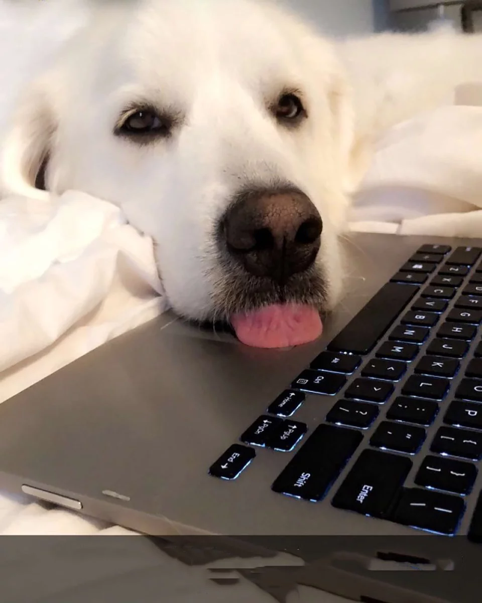 Perro distrae a su humana de sus tareas