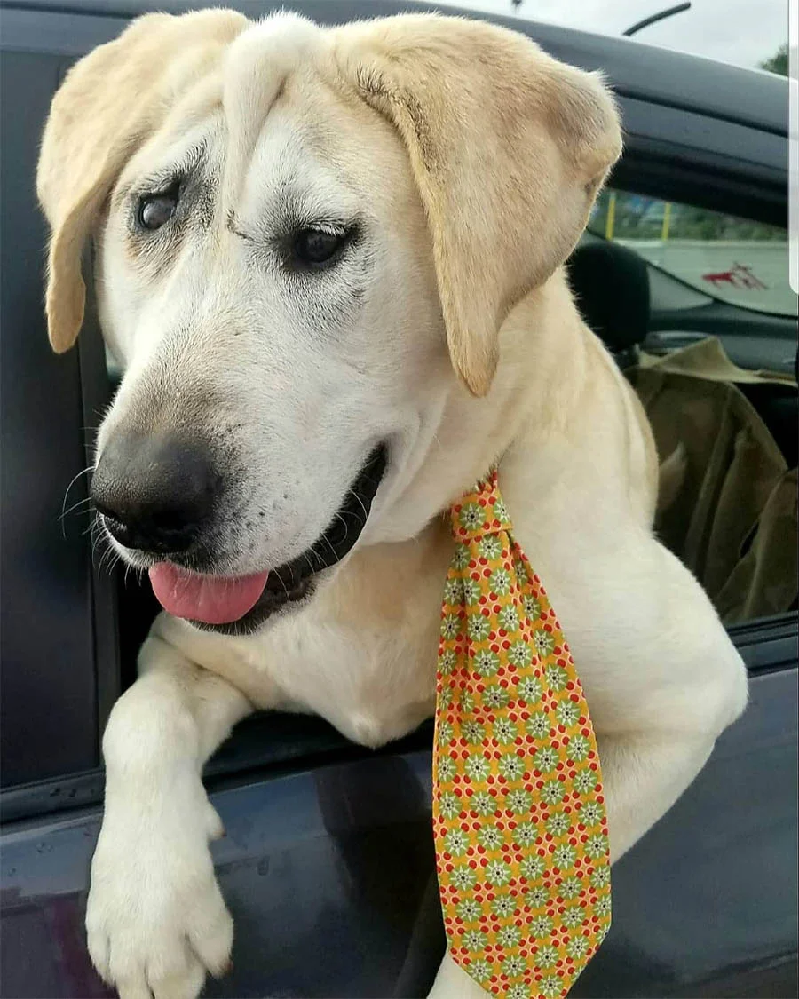 Perro es abandonado por defecto