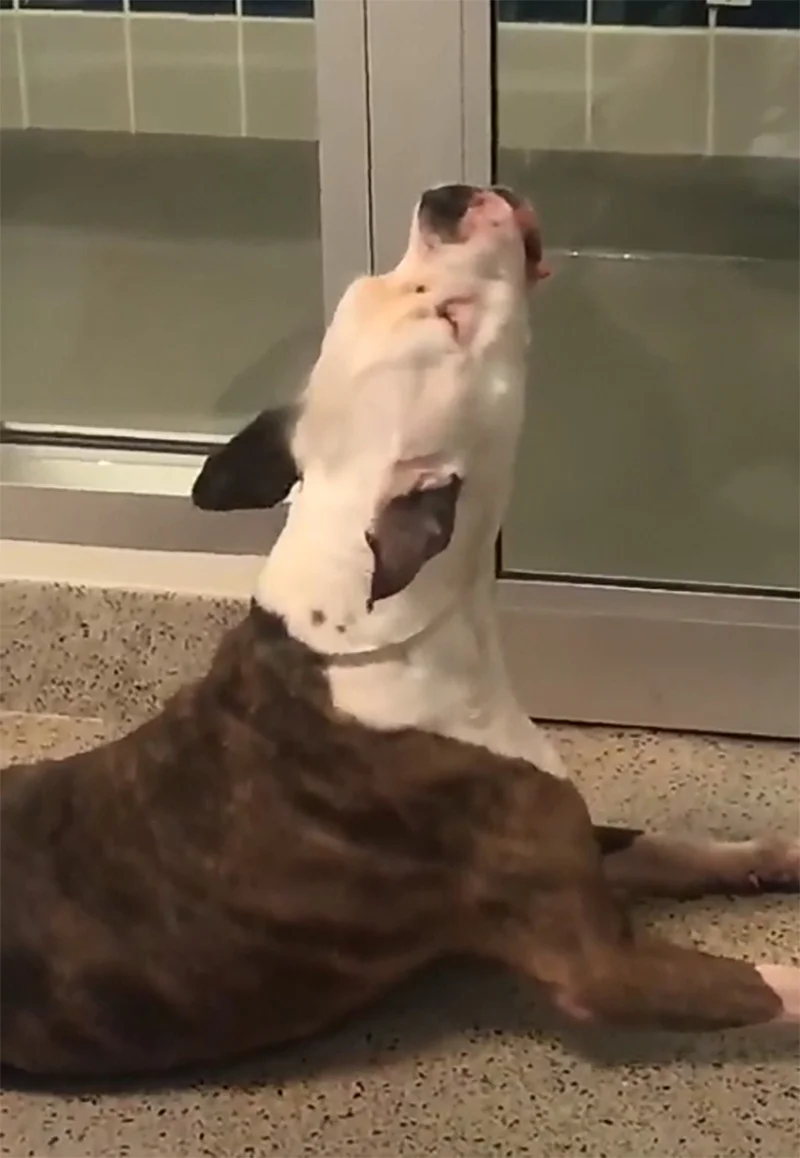 Perro llora su hermano