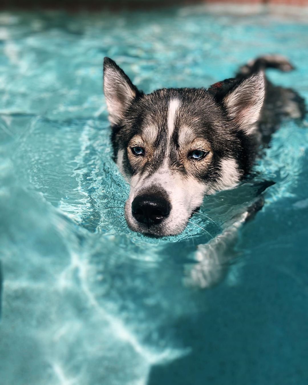 Perro nadando