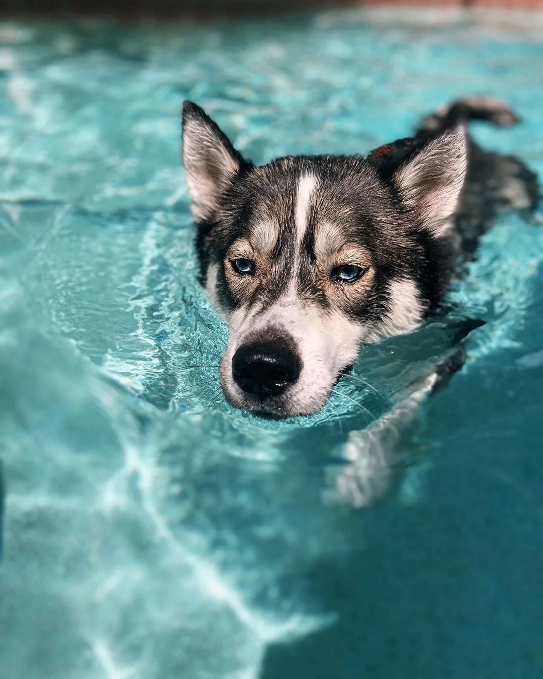 Perro nadando