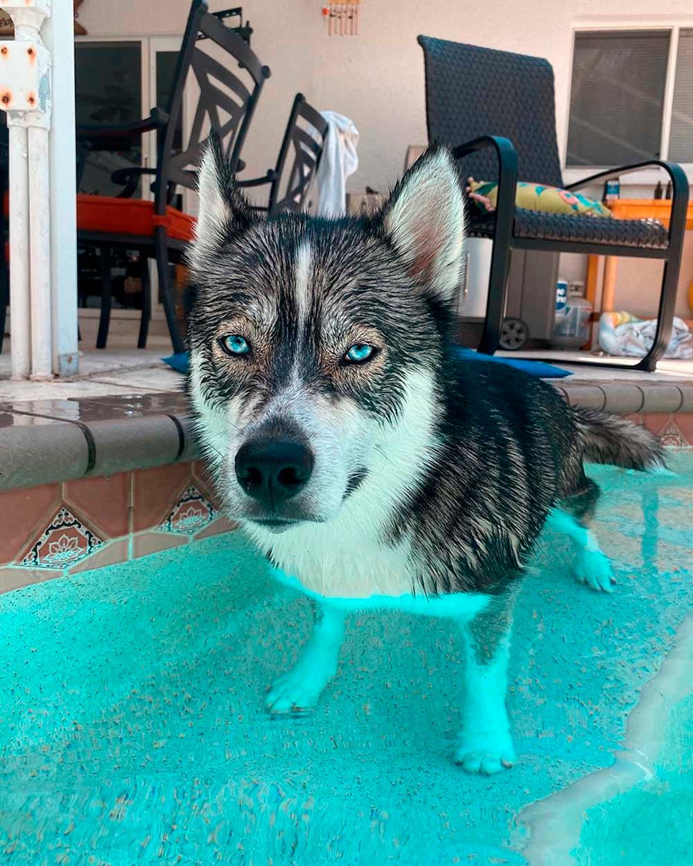 Perro se esconde en la piscina