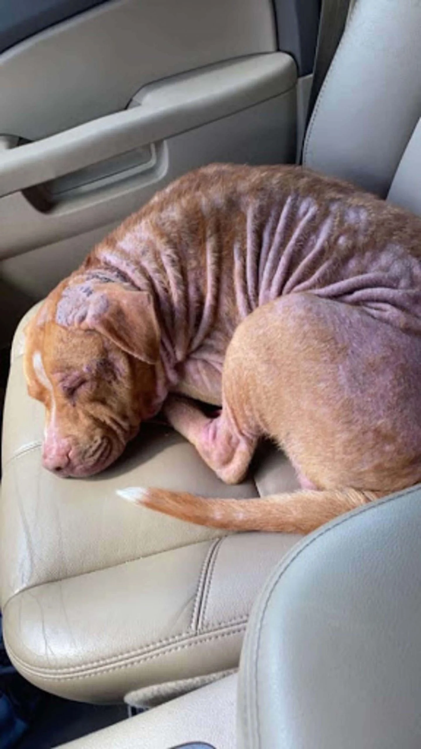 Perro sin hogar