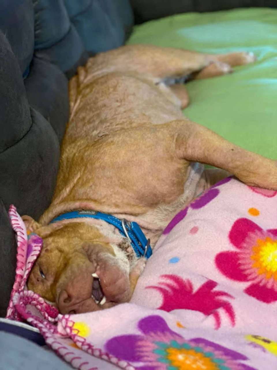 Perro sin hogar dormido