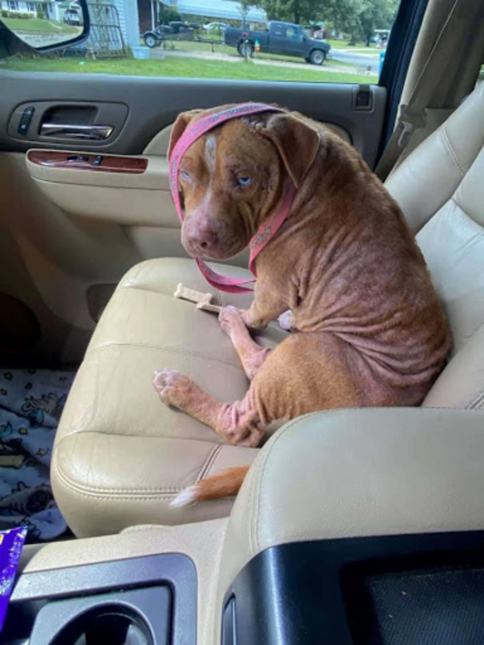 Perro sin hogar rescatado