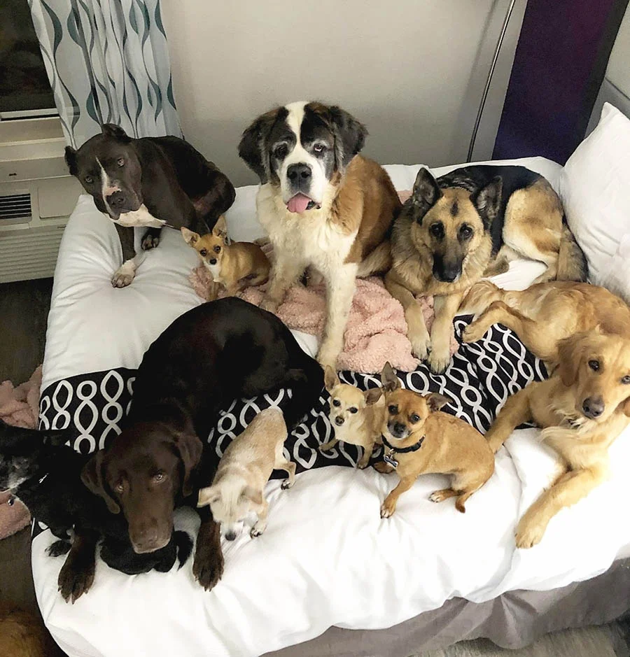 Perros de Lee