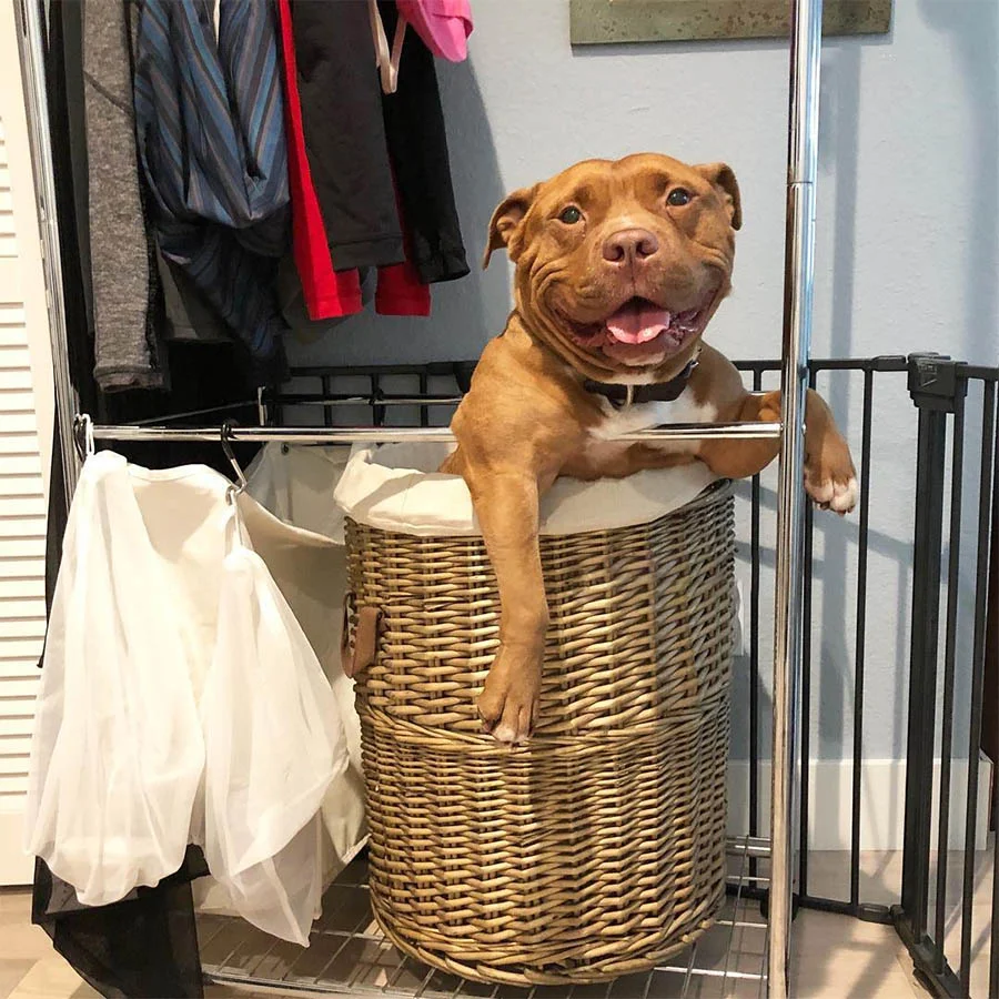 Pitbull no deja de reir