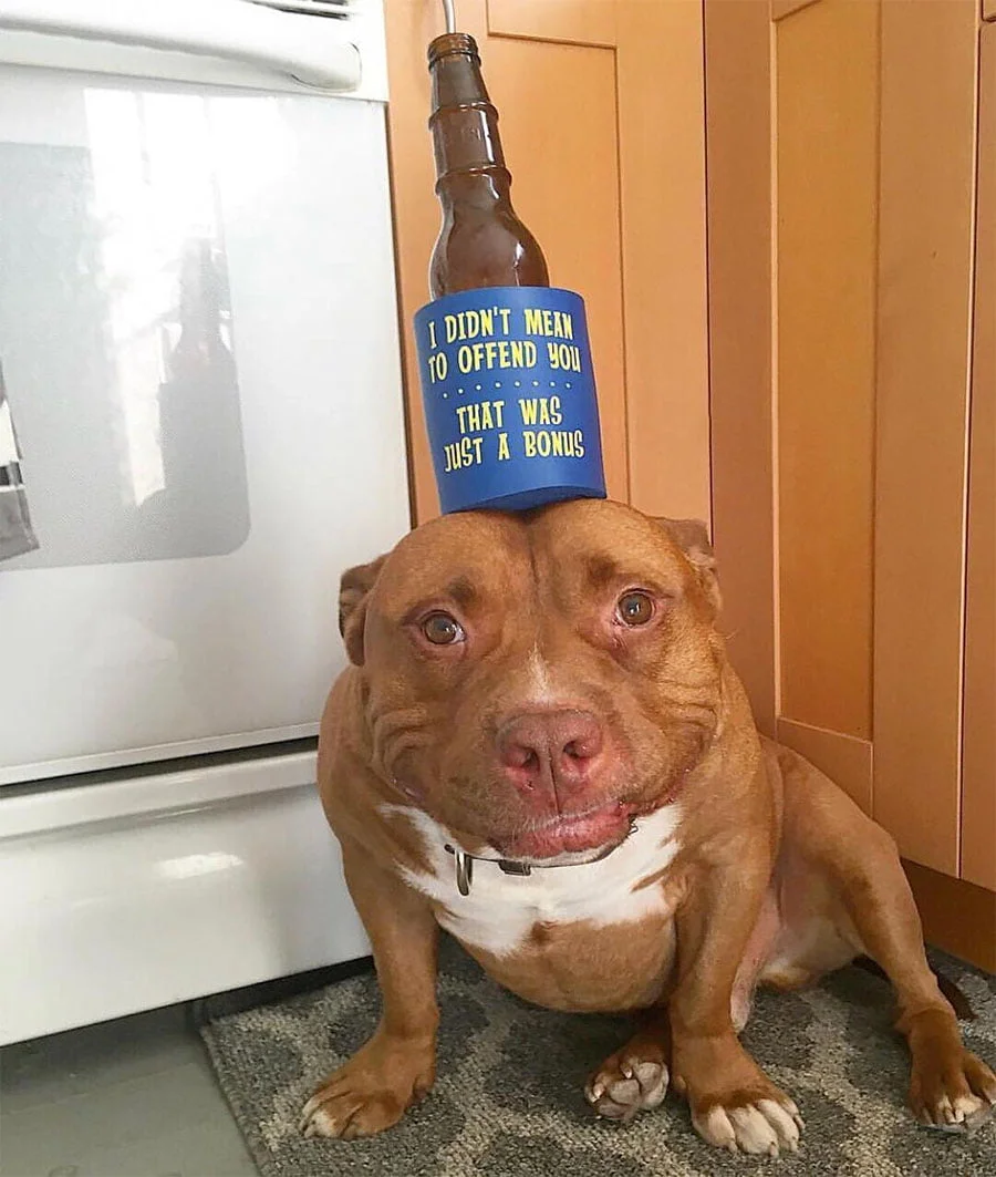 Pitbull no deja sonreir