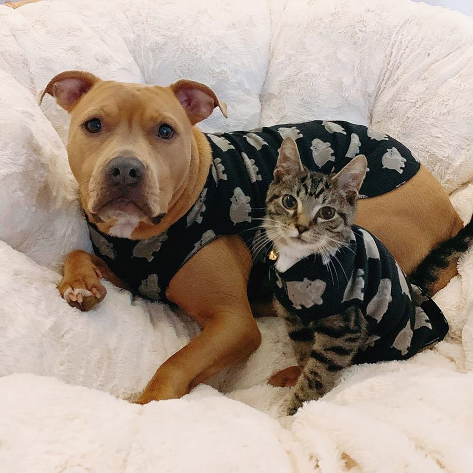 Pitbull rescatado y gatito