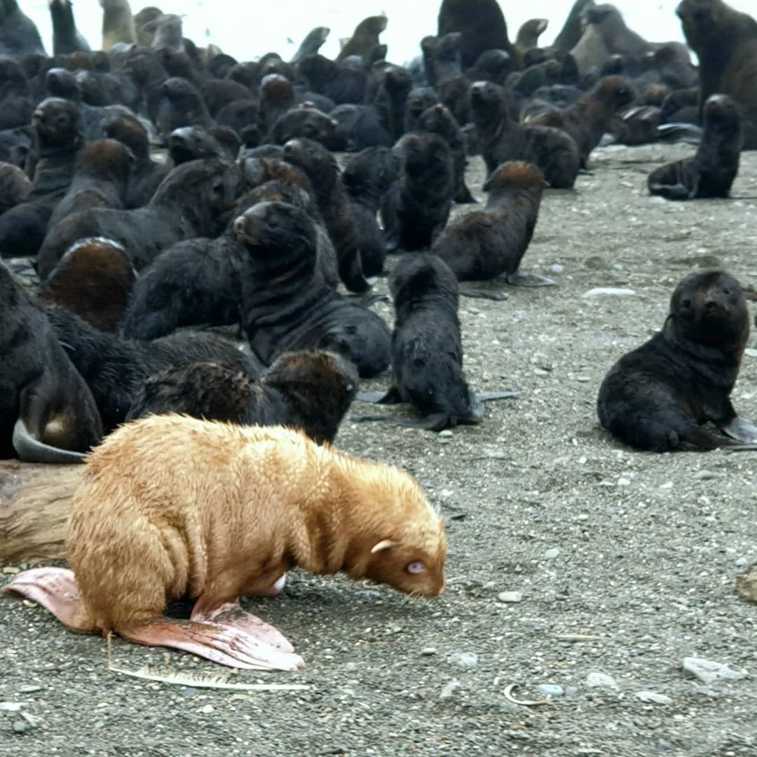 Rara foca en colonia