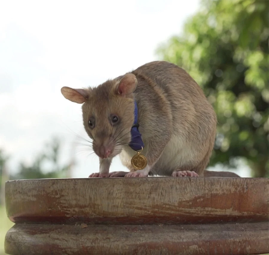 Rata gigante recibe medalla