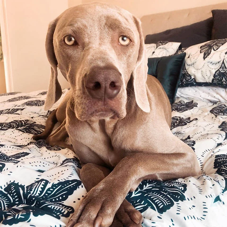 Weimaraner que sufre ansiedad